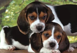 Clementoni Proches l'Un de l'Autre* Chiens|De 500 À 999 Pièces