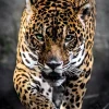 Clementoni Promenade Du Jaguar* Animaux Sauvages|De 1 000 Pièces