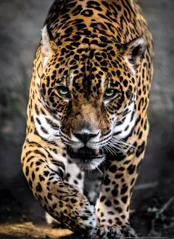 Clementoni Promenade Du Jaguar* Animaux Sauvages|De 1 000 Pièces