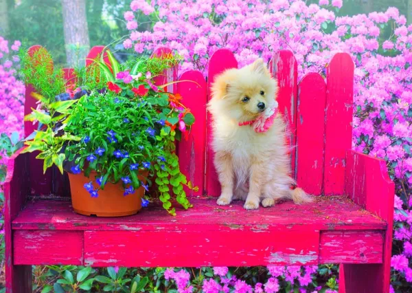 Bluebird Puzzle Puppy in the Colorful Garden* Chiens|Forêts, Fleurs Et Jardins