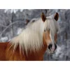 Roovi Puzzle Spécial / Difficile : Cheval Haflinger n°1* Pièces Difficiles|Chevaux