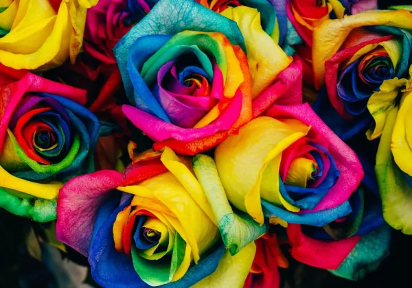 Grafika Roses Multicolores* Forêts, Fleurs Et Jardins|De 1 000 Pièces