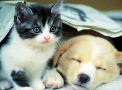 Nathan Réveille toi* Chiens|Chats