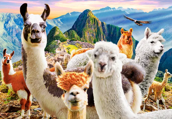 Castorland Selfie de Lamas* Animaux De La Ferme|Montagnes