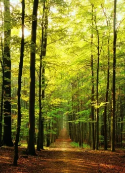 Eurographics Sous-Bois* Déco Et Objets|Forêts, Fleurs Et Jardins