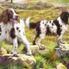 Otter House Puzzle Spaniel on Moor* Chiens|De 1 000 Pièces