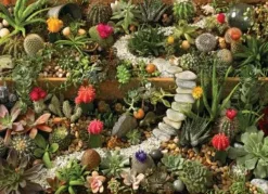 Cobble Hill Succulent Garden* Forêts, Fleurs Et Jardins|De 1 000 Pièces