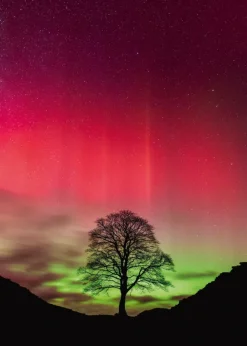 Heye Sycamore Gap* Soleil, Lune|De 1 000 Pièces
