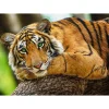 Trefl Tiger Portrait* Animaux Sauvages|De 500 À 999 Pièces