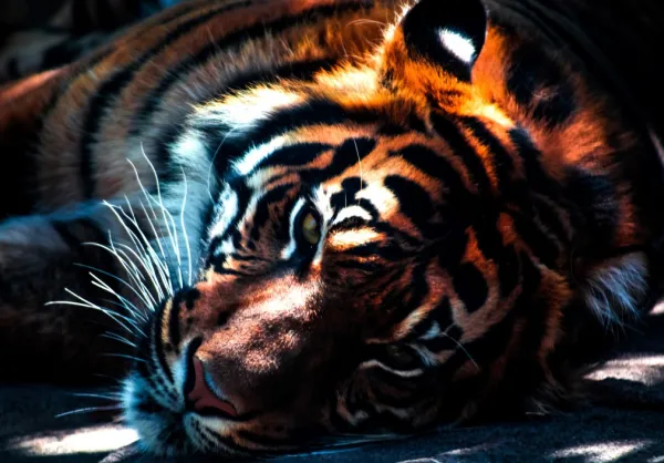 Grafika Kids Tigre*Enfant Tigres|Animaux Sauvages