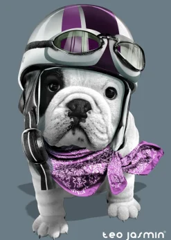 Nathan Téo Racing / Téo Jasmin*Femme Chiens|Humour, Satire Et Wasgij