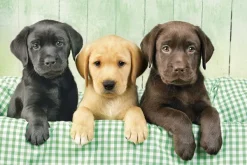 Clementoni Trois Laboratoires* Chiens|De 1 000 Pièces